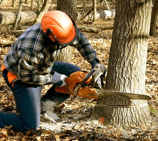 Tree Removal in Clinton, IL